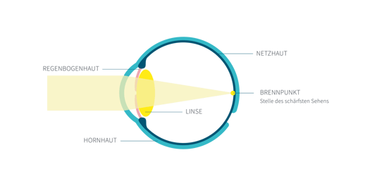 Aufbau_Auge